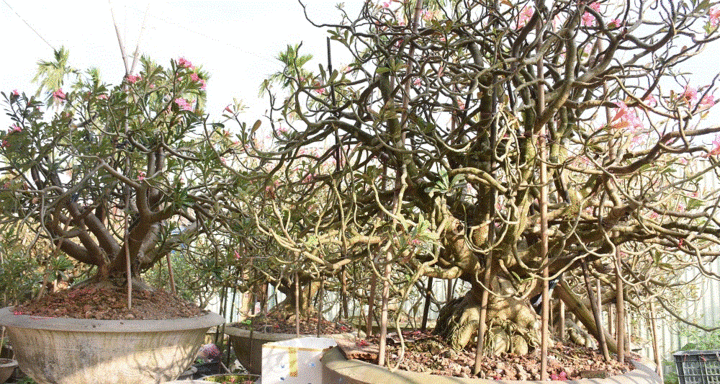 Ảnh: Ngắm những gốc sứ 'siêu to khổng lồ' hơn 30 năm tuổi ở Hải Phòng